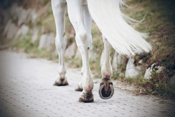 The legs of a strong athletic white horse, with shod hooves, which goes on a paved road in the Park.