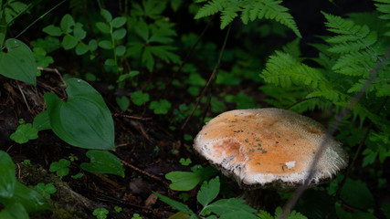 white mushroom standing in the middle of forest