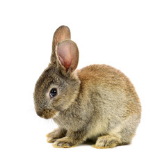 Obraz premium rabbit on a white background 
