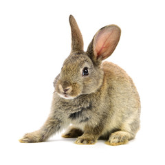 rabbit on a white background 