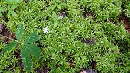 twig of a plant in the middle of an old forest
