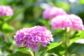 hydrangea