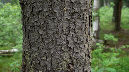 old tree bark. can be used as a template