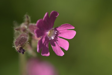 Closeup pink Smolka Viscaria vulgaris Bernh. on blurred background