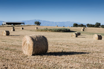 Rolled crop straw in the dry field