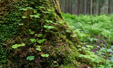 twig of a clover in the middle of an old forest