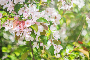 Blooming apple tree close up. Beautiful pale pink flowers, bright foliage, beautiful amazing bokeh. The concept of summer bloom. Natural background image. Beauty of nature.