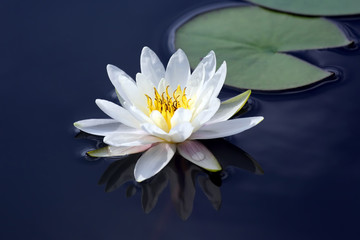 white lotus lily flower on water. botany and vegetation.