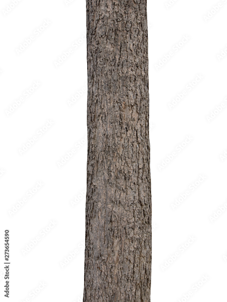 Poster tree trunk isolated on white background