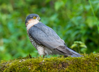 sparrow hawk