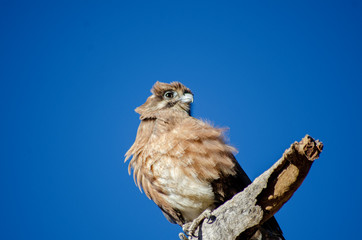 An eagle sits on a branch with a blue sky background