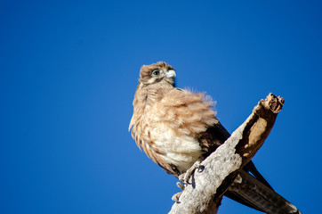 An eagle sits on a branch with a blue sky background