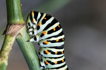 Chenille papillon machaon