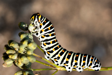 Chenille papillon machaon