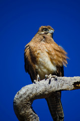 An eagle sits on a branch with a blue sky background