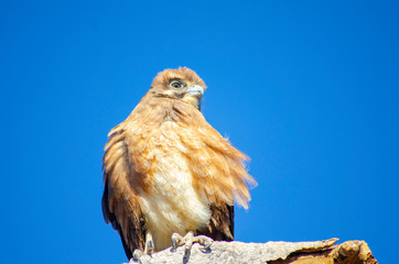An eagle sits on a branch with a blue sky background
