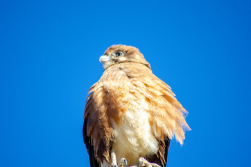 An eagle sits on a branch with a blue sky background