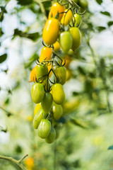 Green small tomatoes on the bench. Vegetable farming: growing tomatoes. 