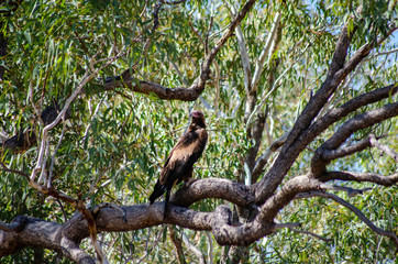 A Wedge Tail Eagle perches in a tree