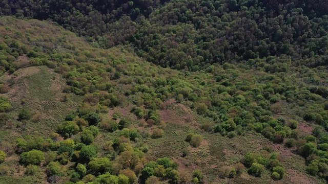 Oak forest, Springtime, Remendon forest, Guriezo Municipality, Cantabria, Spain, Europe