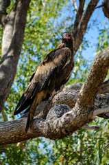 A Wedge Tail Eagle perches in a tree