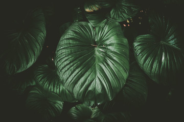 Fototapeta na wymiar Close up tropical nature green leaf caladium texture background.