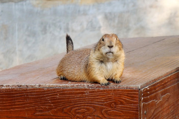 A Prairie Dog Lying on the Wooden Table