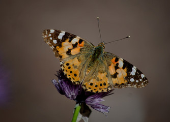 Cynthia cardui 1