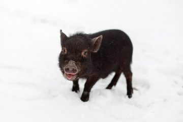 Pig in snow