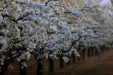 Blooming pear flower, very beautiful