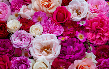 pink,red, violet and white roses background