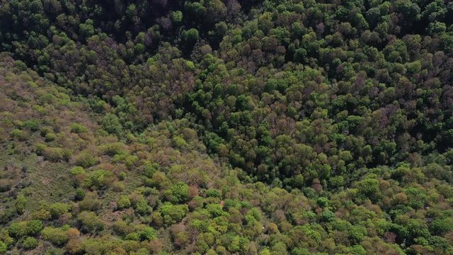 Oak forest, Springtime, Remendon forest, Guriezo Municipality, Cantabria, Spain, Europe