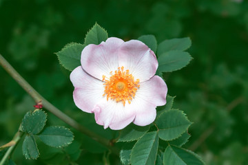 Dog rose brier flower summer bush background