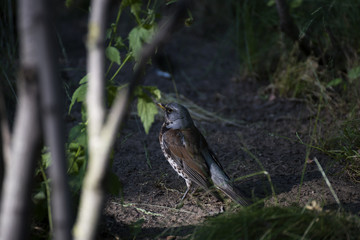 Starling sitting on a branch.