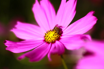 Obraz premium bee on a flower