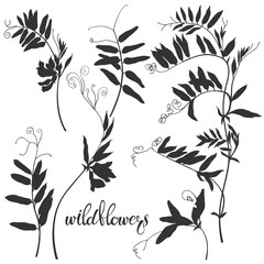 Wildflowers. Grass mouse peas with flowers. Sketch.Hand drawn vector illustration, isolated floral elements for design on white background. Silhouettes.