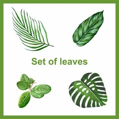 Set of different leaves on white background for decoration and design. 