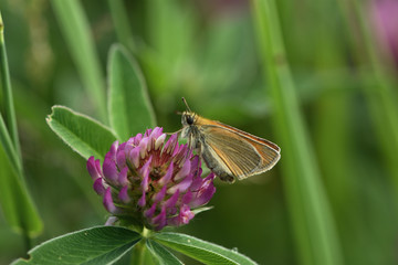 The butterfly sucks nectar of a red meadow clover on a blurred green background.