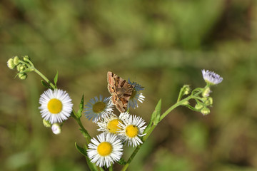 The meadow moth Loxostege sticticalis sucks nectar on a daisy flower