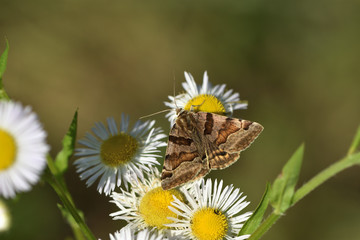 The meadow moth Loxostege sticticalis sucks nectar on a daisy flower