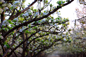 Blooming pear flower, very beautiful