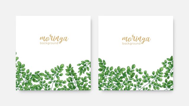 Bundle of elegant square backdrops or labels with green Miracle Tree or Moringa oleifera foliage. Set of natural background templates with exotic herbaceous plant. Realistic vector illustration.