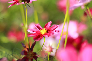 Obraz premium pink flower