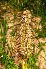German wild orchid, Lizard orchid