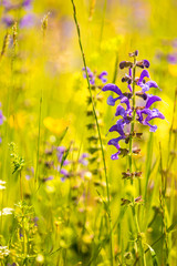 wild sage in a meadow in spring in Germany