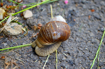 Weinbergschnecke