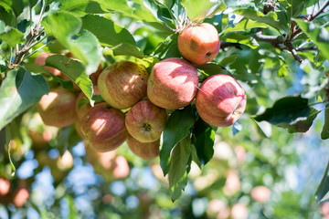 Red ripe apples on the branch. Farm for growing apples.