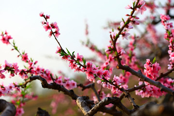 Fototapeta na wymiar Blooming peach blossom, very beautiful