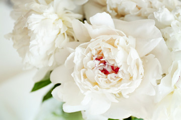 Beautiful white peony flowers, closeup