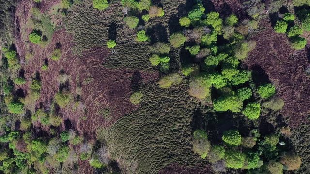 Oak forest, Springtime, Remendon forest, Guriezo Municipality, Cantabria, Spain, Europe